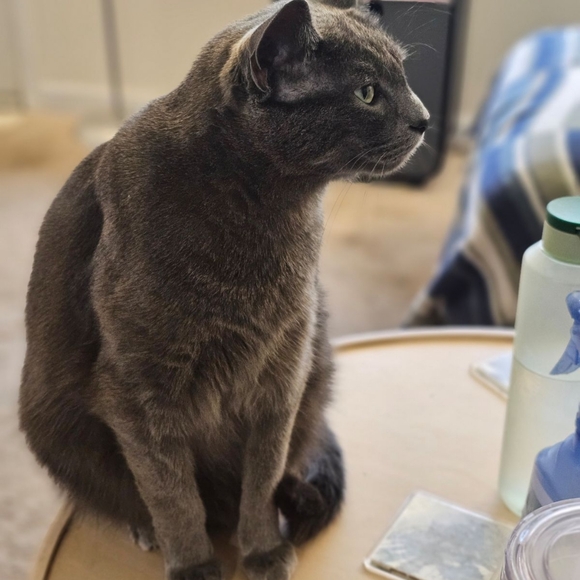 Meet your Poshers, William & Amy - Picture 7 of 7